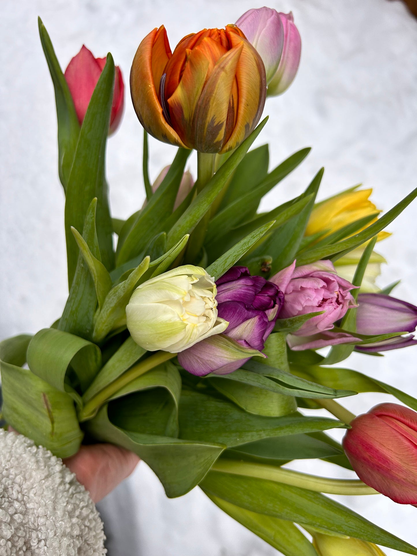 Tulip Bundles