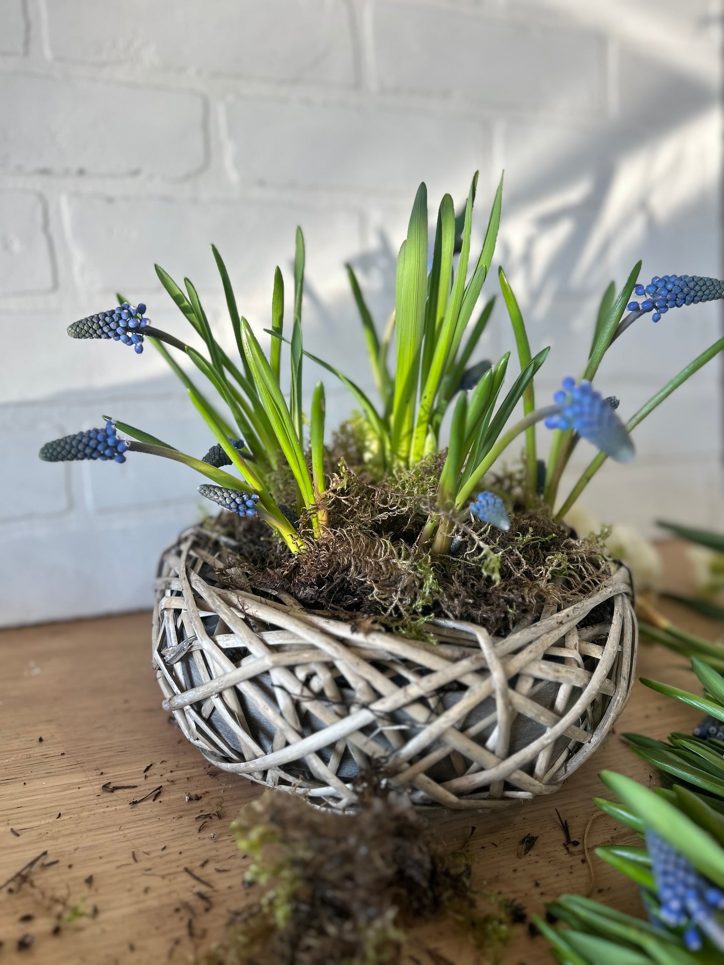 Spring Bulb Planter